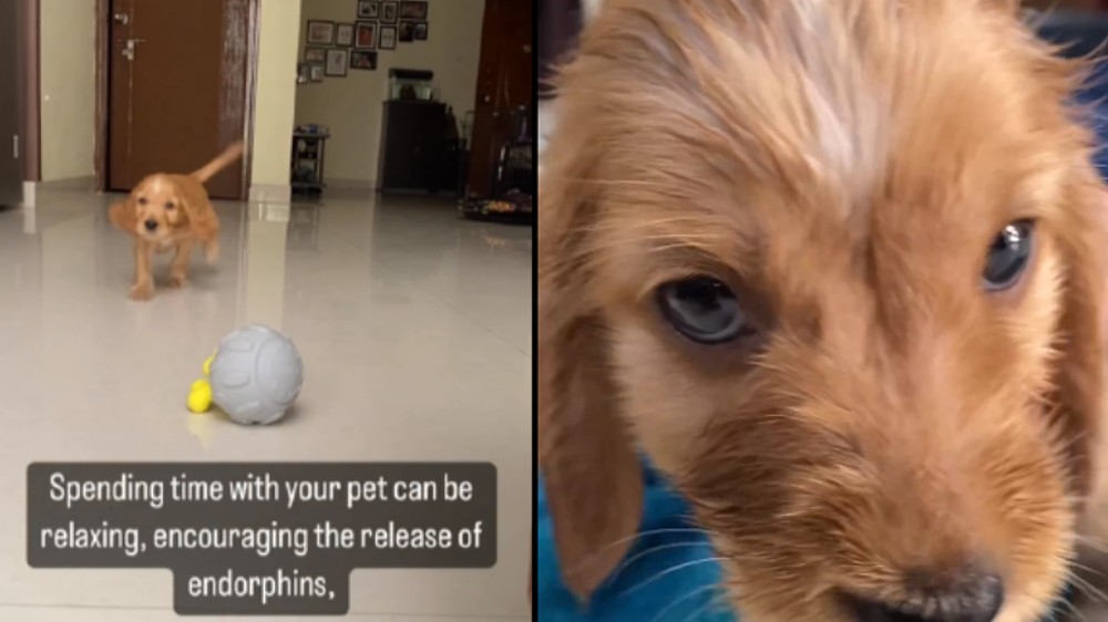 Watch: Woman shares video of dog helping her recover post surgery