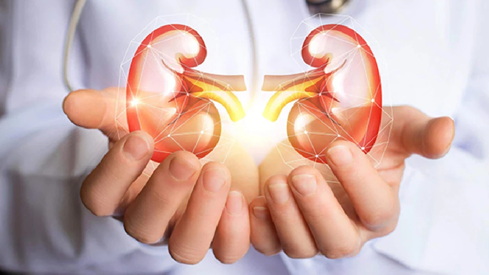 Research sheds light on sugars role in common kidney disease
