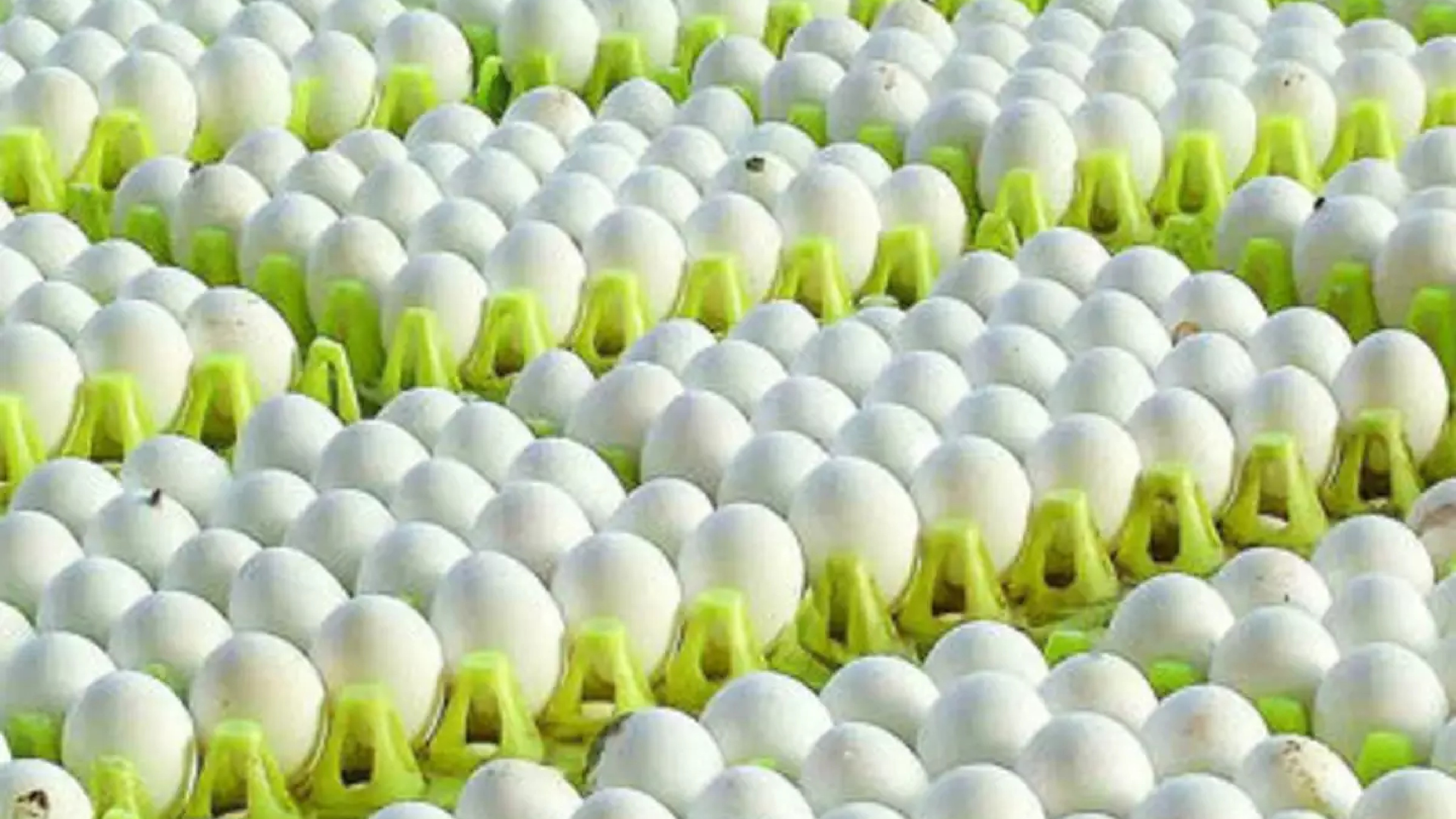 First time in 50 yrs: Hike in egg price from today in TN