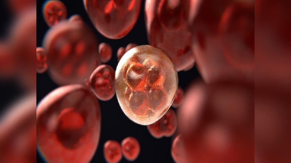 Study identifies why human lymph node function decline with age