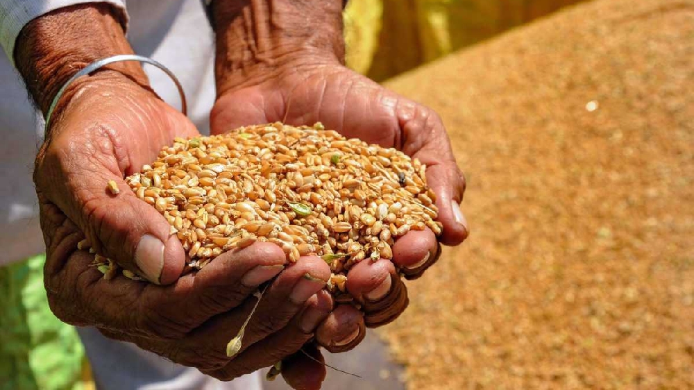 Wheat prices may come down by Rs 5-6/kg: Flour millers on govt move Wheat prices may come down by Rs 5-6/kg: Flour millers on govt move