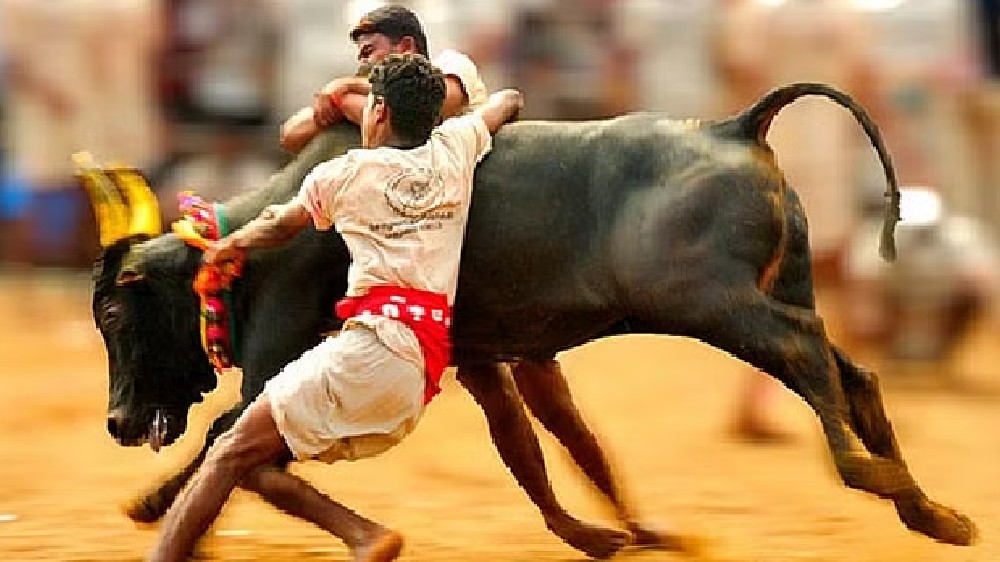 Special diet plan for Jallikattu bulls to eat well, fight well Special diet plan for Jallikattu bulls to eat well, fight well