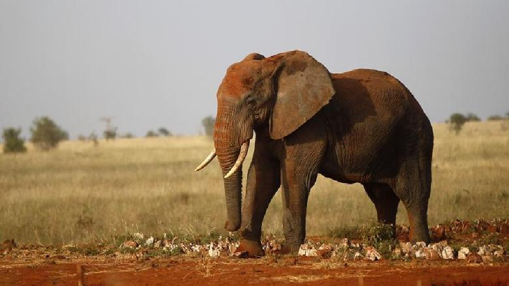 TN forms two expert panels to identify new elephant corridors