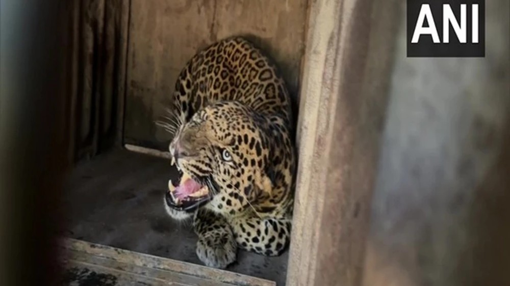 J’khand may issue shoot-at-sight order against ‘man-eater’ leopard