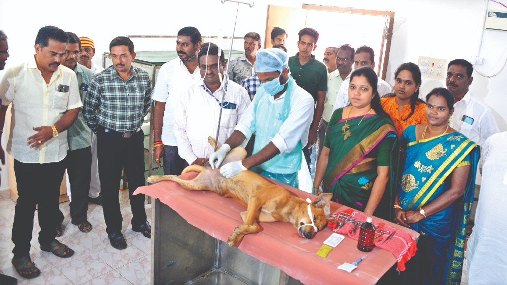 Impact doubtful as Vellore plans to  sterilise 10% of 12K stray dogs