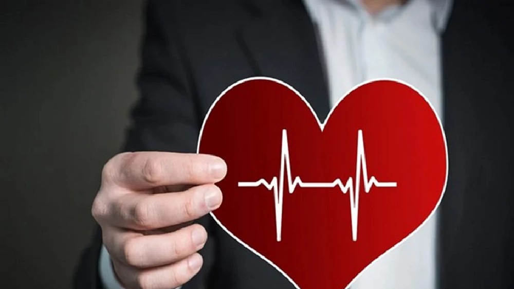 Mice hearts differ in response to fight or flight hormone: Study