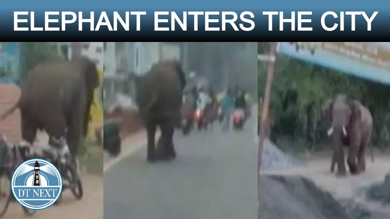 Elephant enters the city near Coimbatore