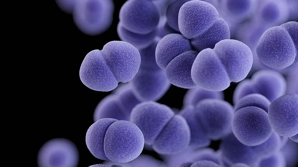 Structure of live virus successfully reconstructed Structure of live virus successfully reconstructed