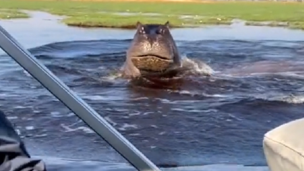 Watch: Hippo chasing a speedboat terrifies tourists Watch: Hippo chasing a speedboat terrifies tourists