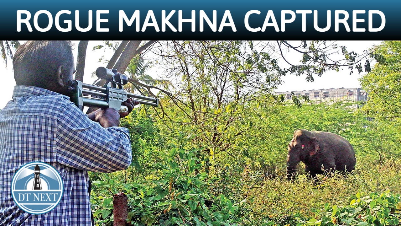 Rogue Makhna captured in Coimbatore Rogue Makhna captured in Coimbatore