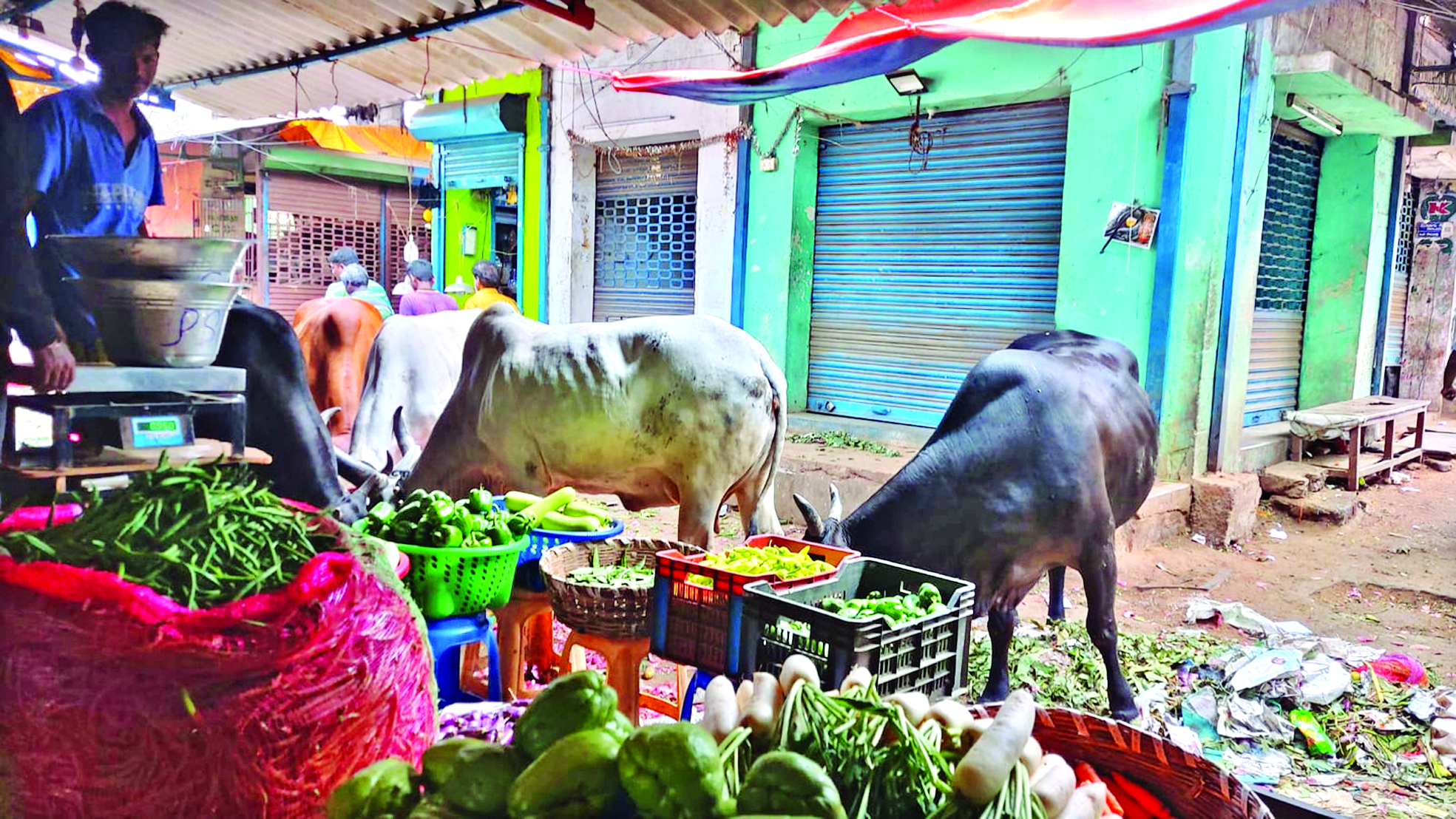 Cattle menace inside Koyambedu market irks traders Cattle menace inside Koyambedu market irks traders