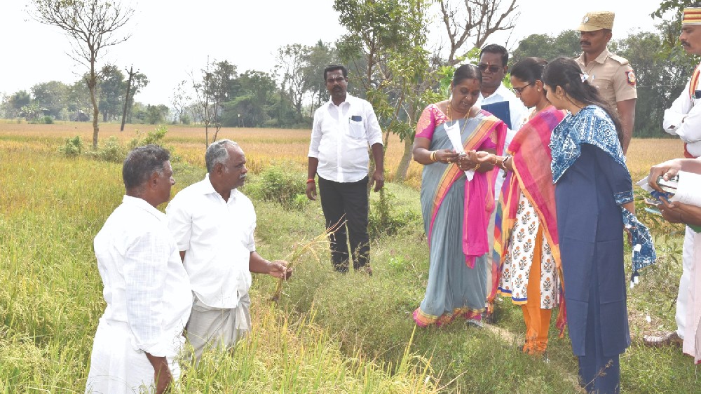 Heeding ryots’ requests, re-assessment of rain-hit crops begin