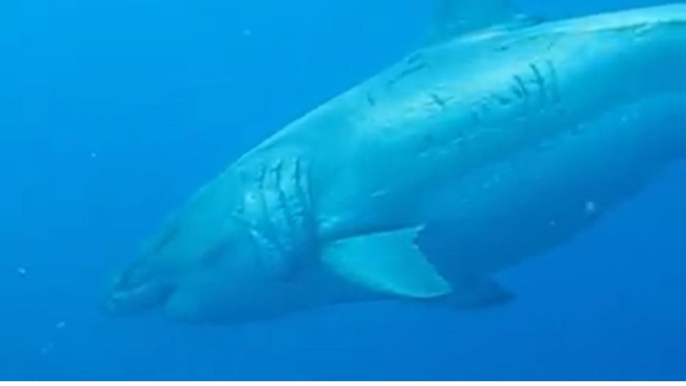 Internet stunned by old video of “Deep Blue, the largest white shark Internet stunned by old video of “Deep Blue, the largest white shark
