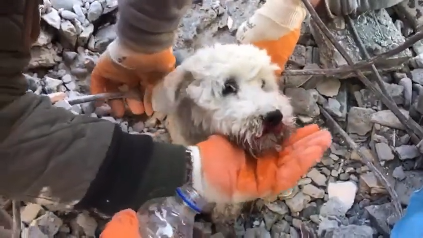 Dog rescued from quake-hit Turkey wins netizens hearts Dog rescued from quake-hit Turkey wins netizens hearts