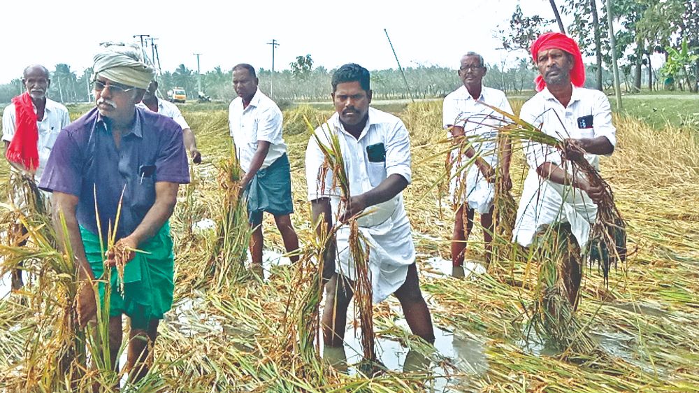 Officials commence crop damage assessment across Delta districts