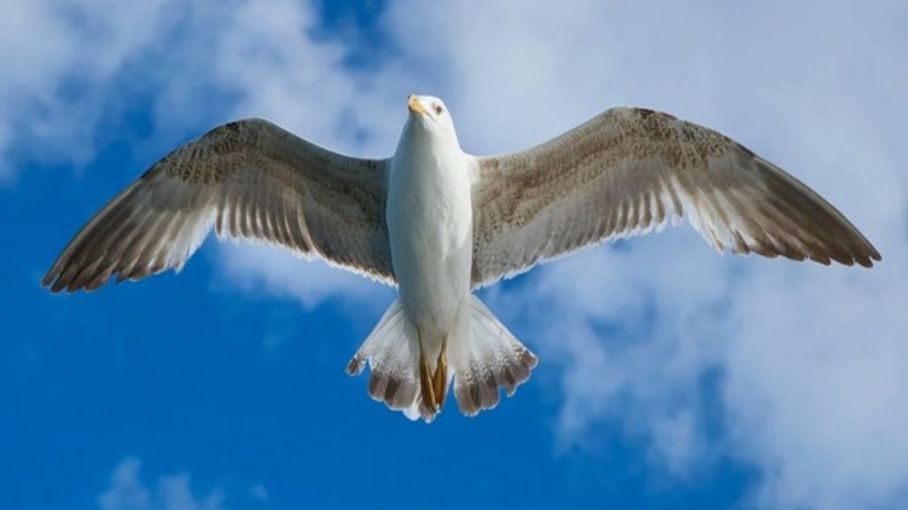 Decoding mystery behind structure of birds wings Decoding mystery behind structure of birds wings