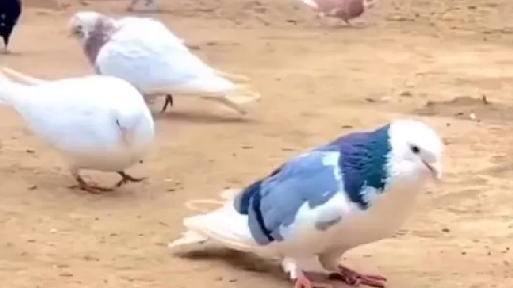 Watch: Pigeons Backflip skills, netizens call it Moonwalk