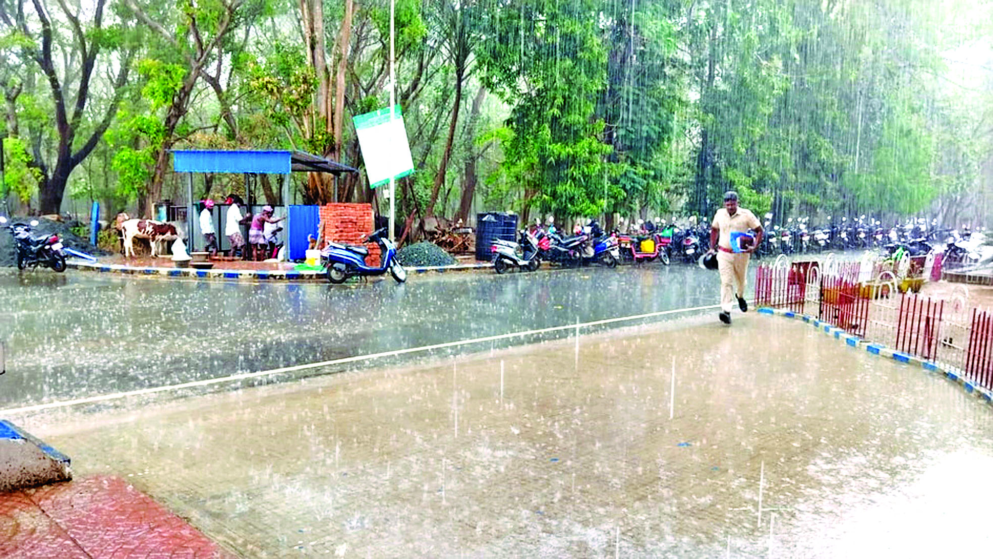 Fresh unseasonal rain bring joy and pain to Delta paddy farmers Fresh unseasonal rain bring joy and pain to Delta paddy farmers