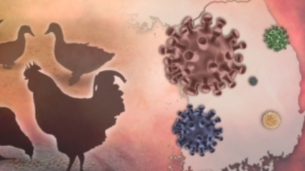 Cambodia confirms 2nd human case of bird flu