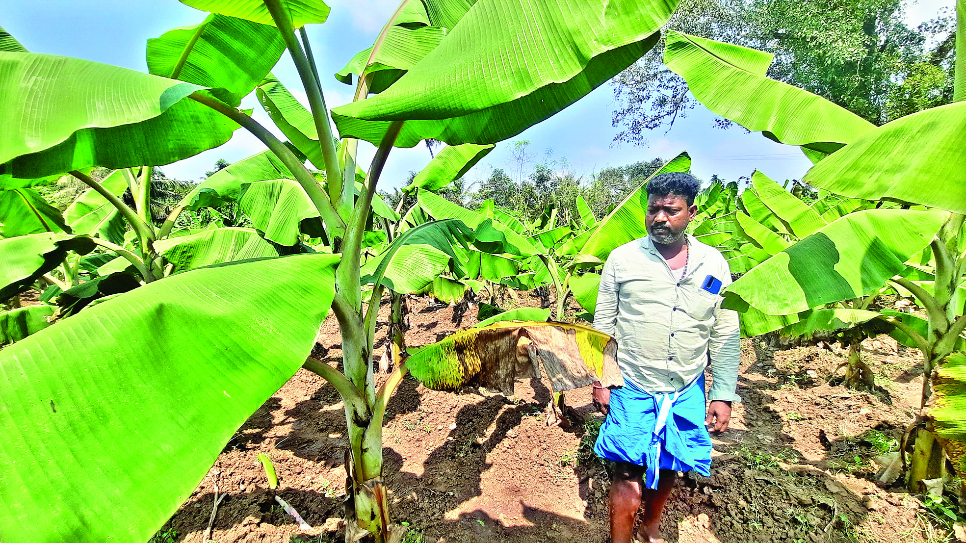 Plantain crop hit by fungal disease due to unusual mist