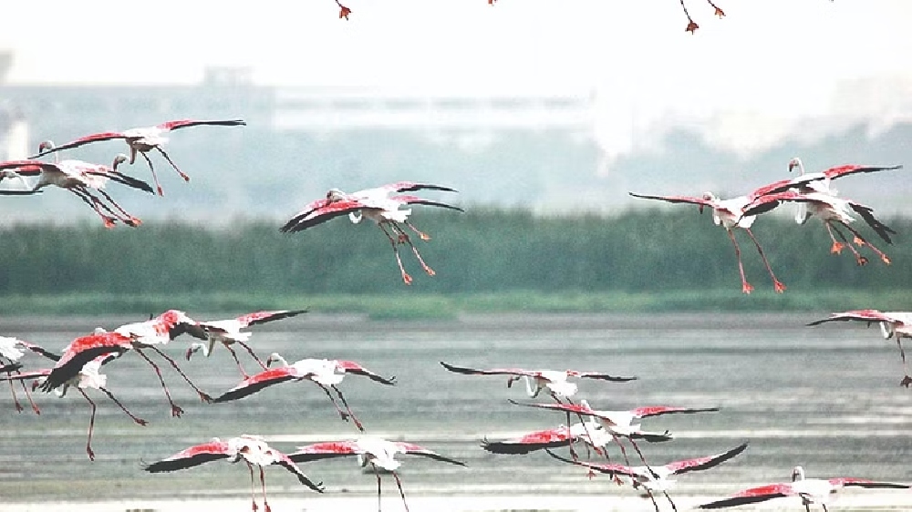 Census finds over 100 species of migratory birds at TVS Hosur factory