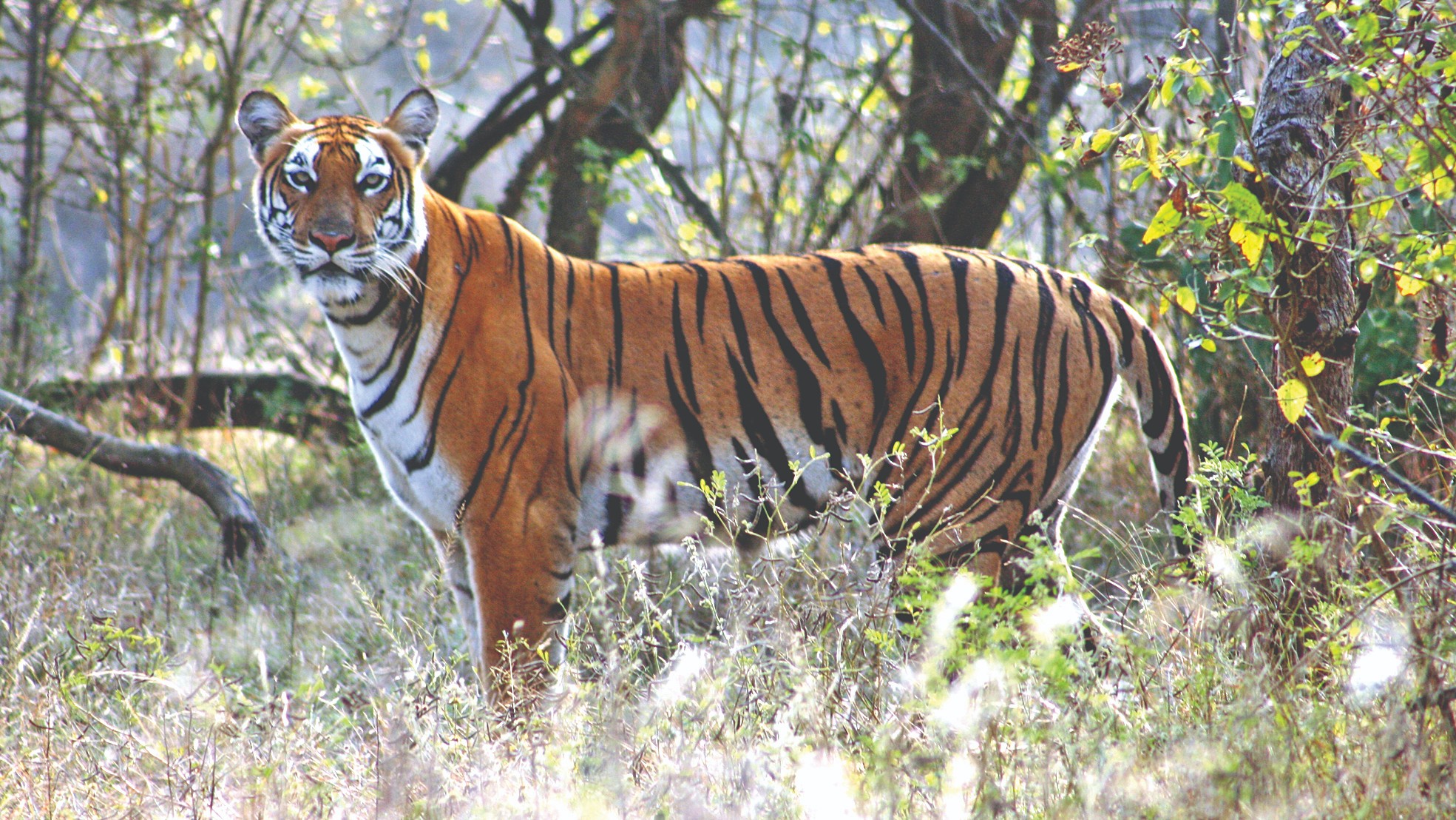 Withdraw guidelines allowing tiger safaris: SC panel
