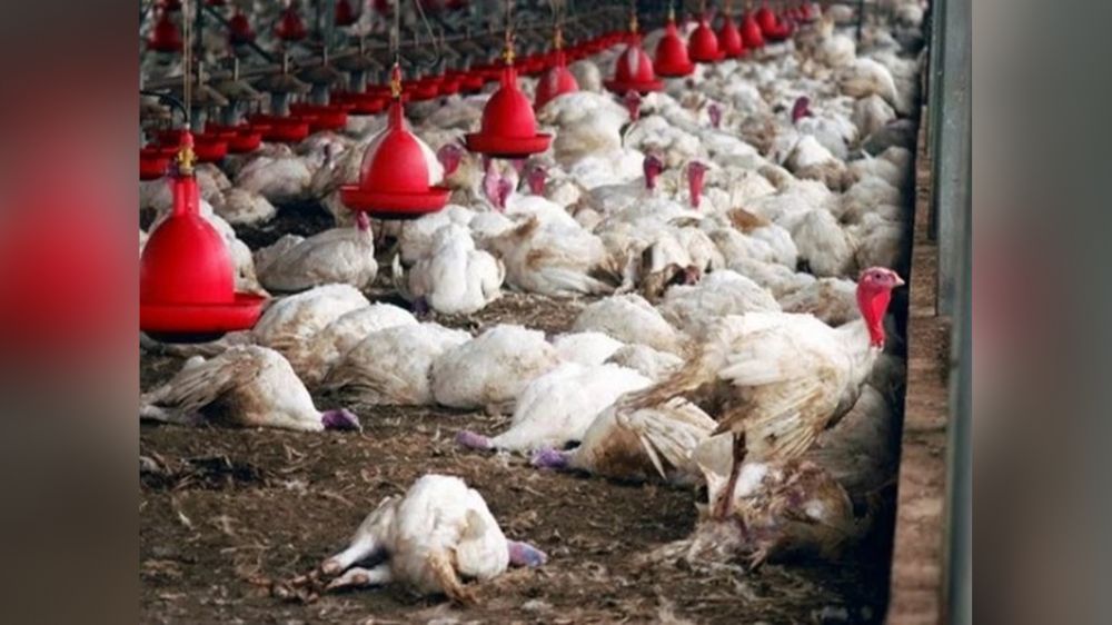 Jharkhand on alert after over 400 chickens die in Bokaro Jharkhand on alert after over 400 chickens die in Bokaro