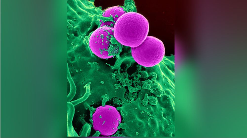 Scientists develop new technique for studying mitochondria