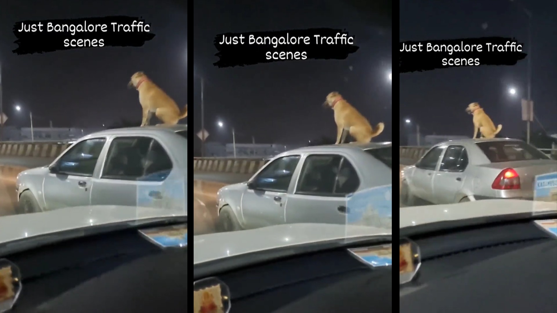 Watch: Dog spotted on car roof, netizens react Watch: Dog spotted on car roof, netizens react