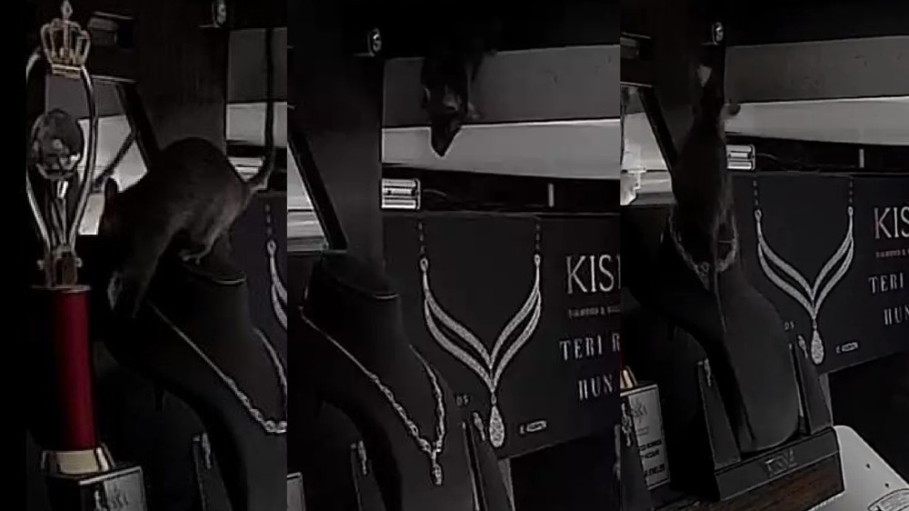 Rat steals necklace from jewellery store, netizens puzzled