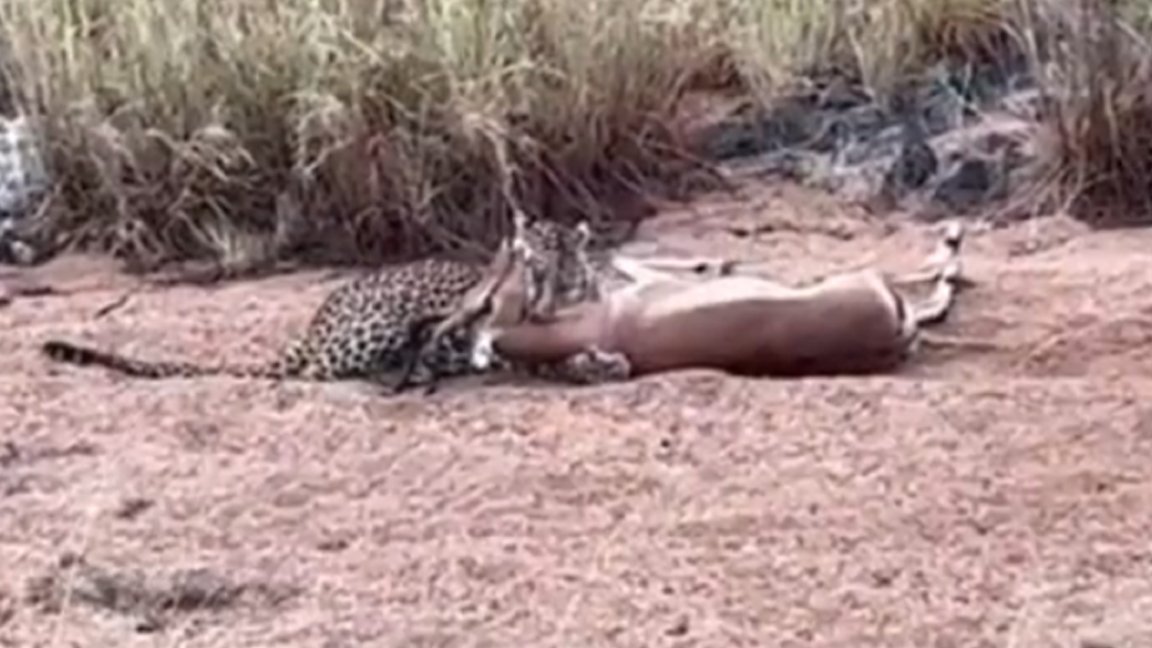 Viral: Great capture! Leopard snatches deer at its 2nd attempt Viral: Great capture! Leopard snatches deer at its 2nd attempt