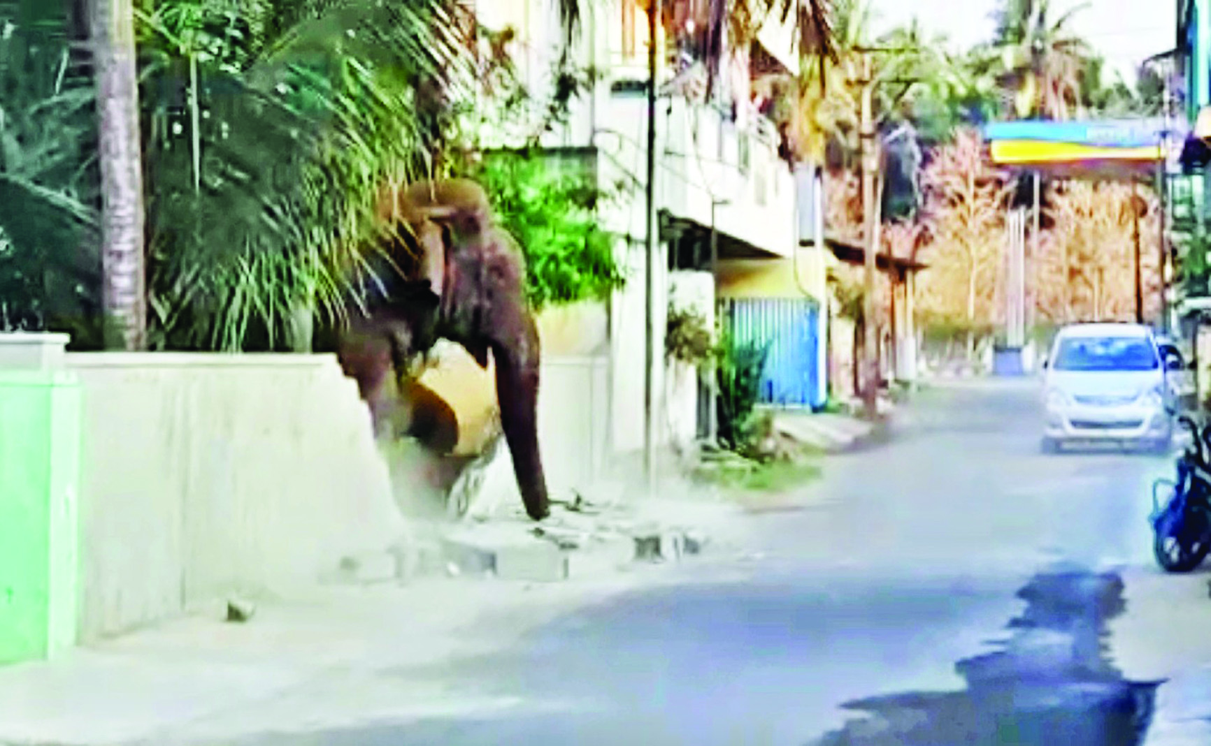 Kovai outskirts tense as Makhna jumbo turns aggressive