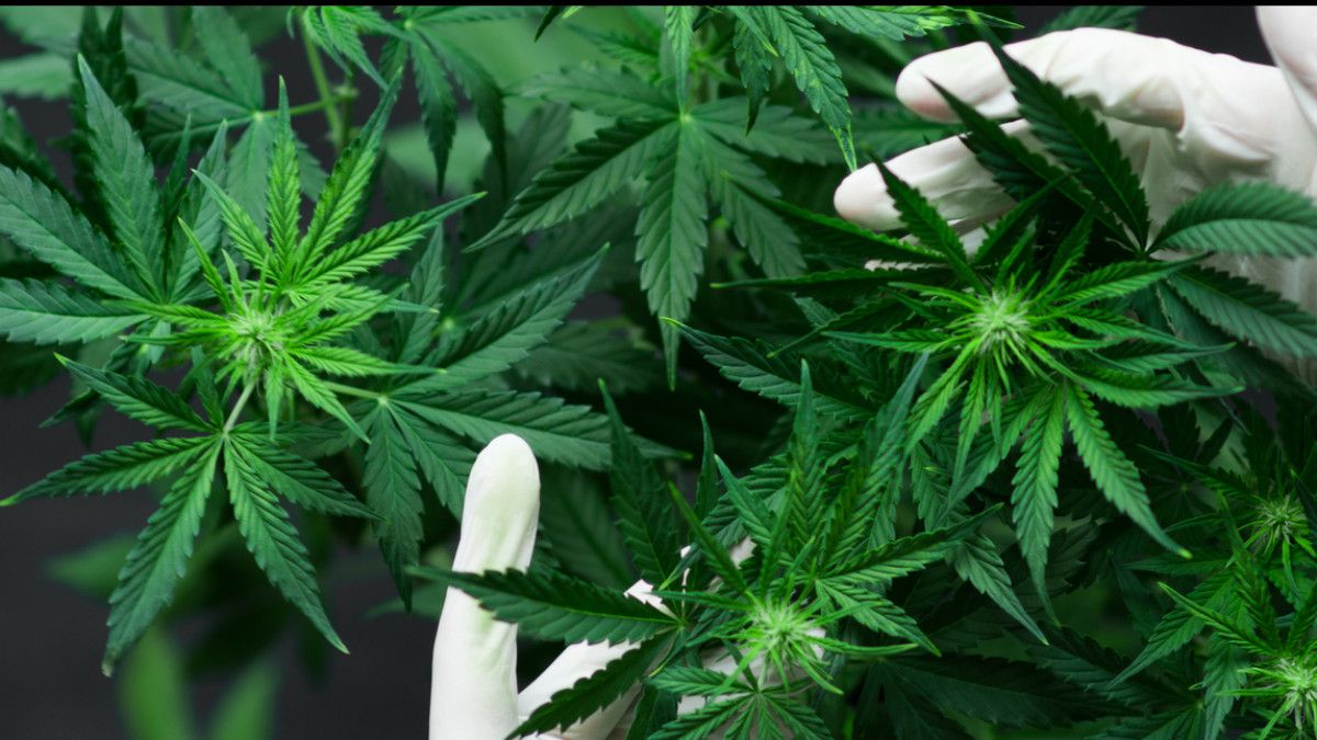 Properties of 13 ganja offenders freezed