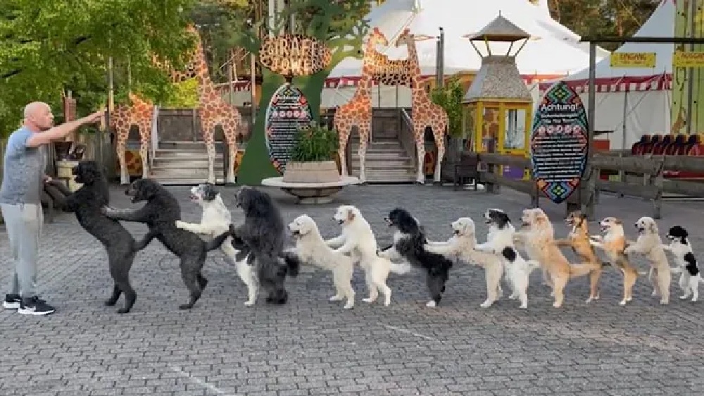 Watch: 14 dogs form a conga line, set Guinness World Record Watch: 14 dogs form a conga line, set Guinness World Record