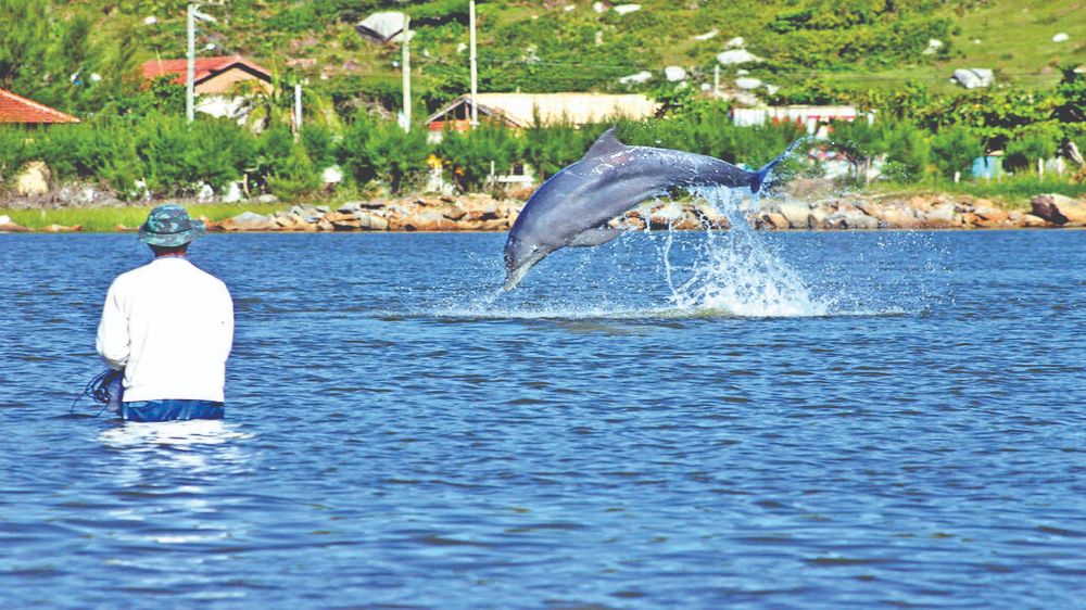 Marine companions: When your fishing buddy has a snout and a blowhole Marine companions: When your fishing buddy has a snout and a blowhole