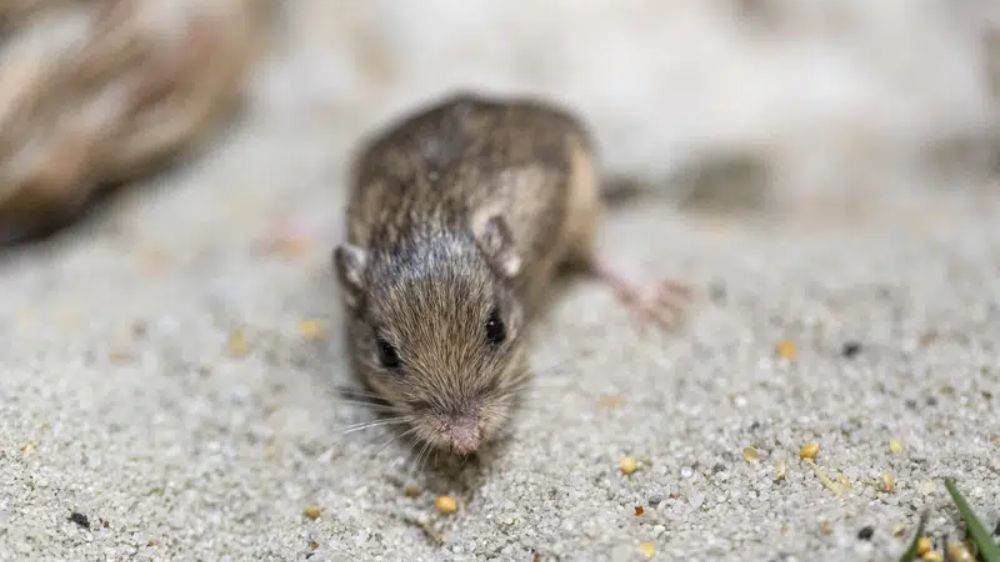 Tiny California mouse wins Guinness award for longevity
