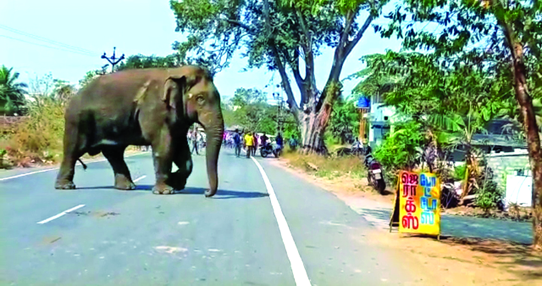 Makhna released near Top Slip treks back to Pollachi villages