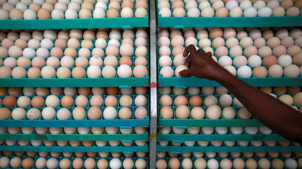 SL gives green light to import eggs from India