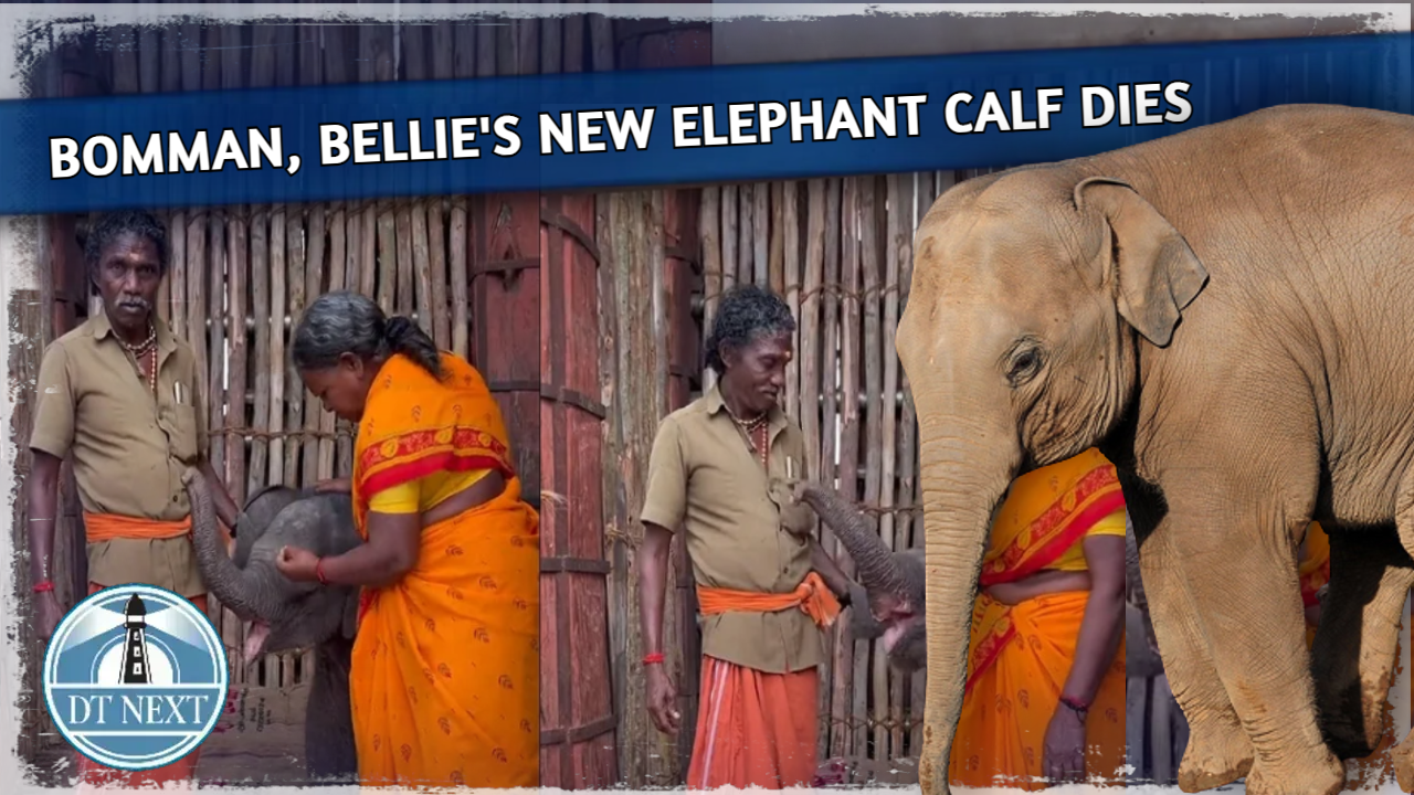 Bomman, Bellies new elephant calf dies of ill health