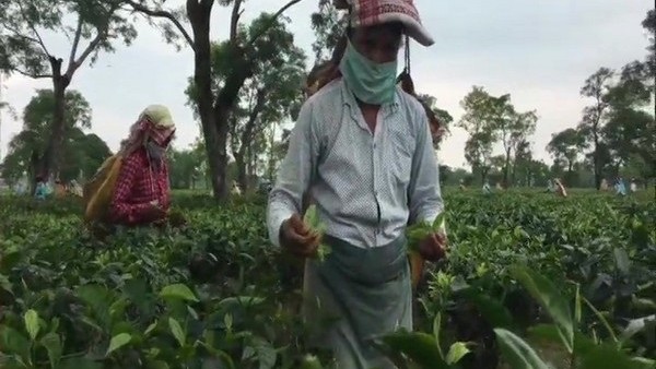 95% of Indias 2022-23 tea exports target would be achieved: Govt