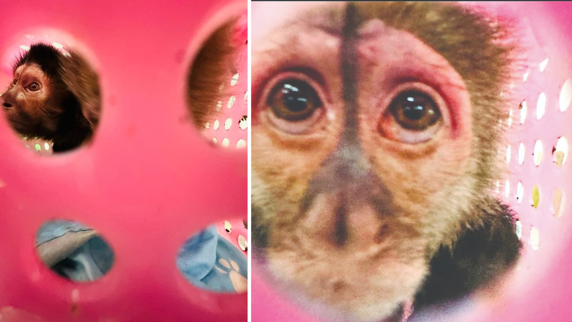 Customs seize 4 exotic monkeys at Chennai airport; probe on