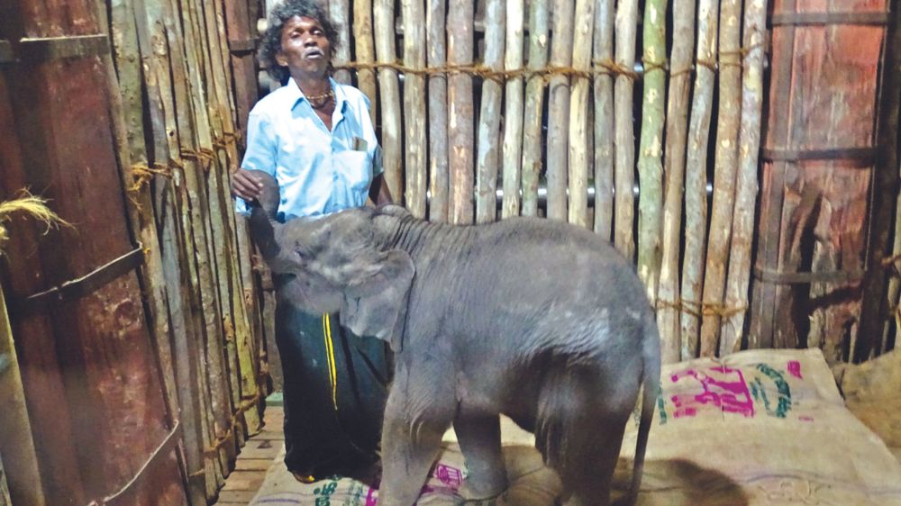 Calf rescued in D’puri brought to MTR