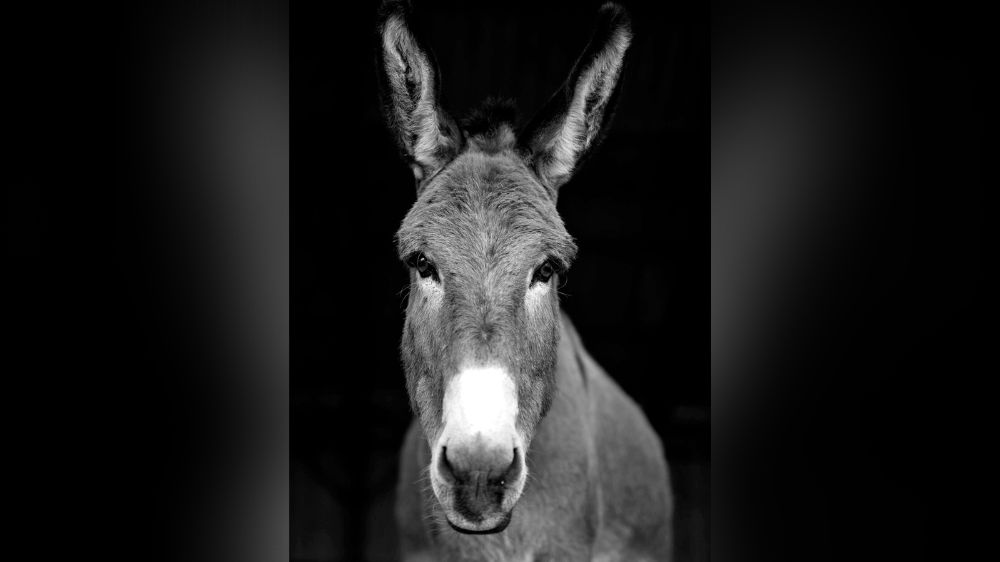 ‘Brayers’ answered: At long last, a donkey family tree