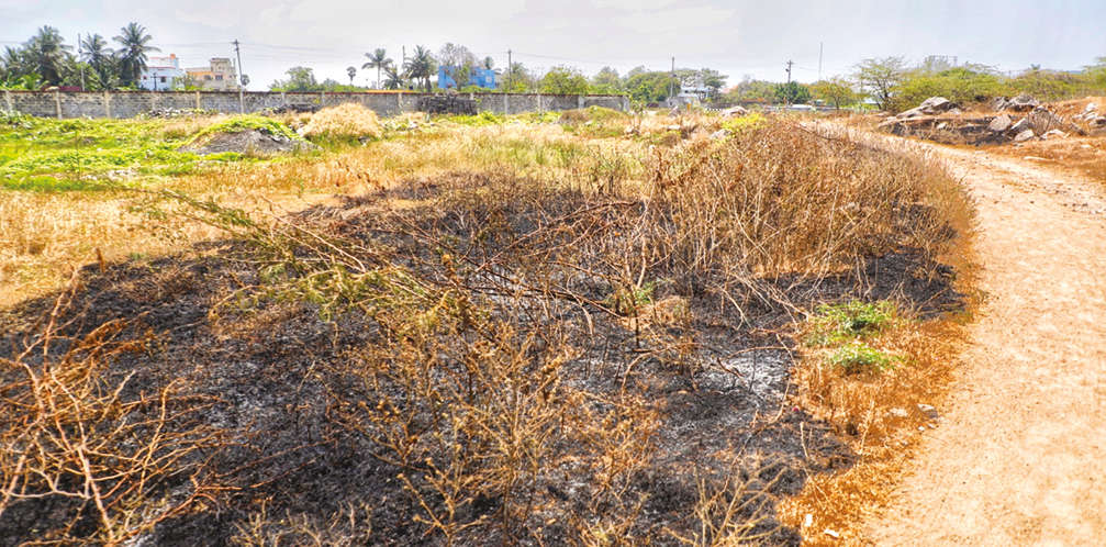 Kovalam bringing mangroves back to life