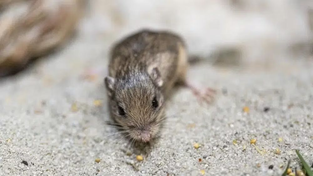 Scientists create mice with cells from 2 males for 1st time