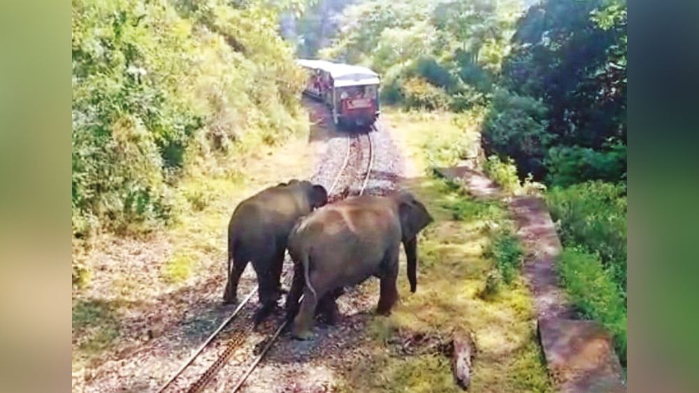 Tourists panic after elephants block Nilgiri Mountain Railway Tourists panic after elephants block Nilgiri Mountain Railway