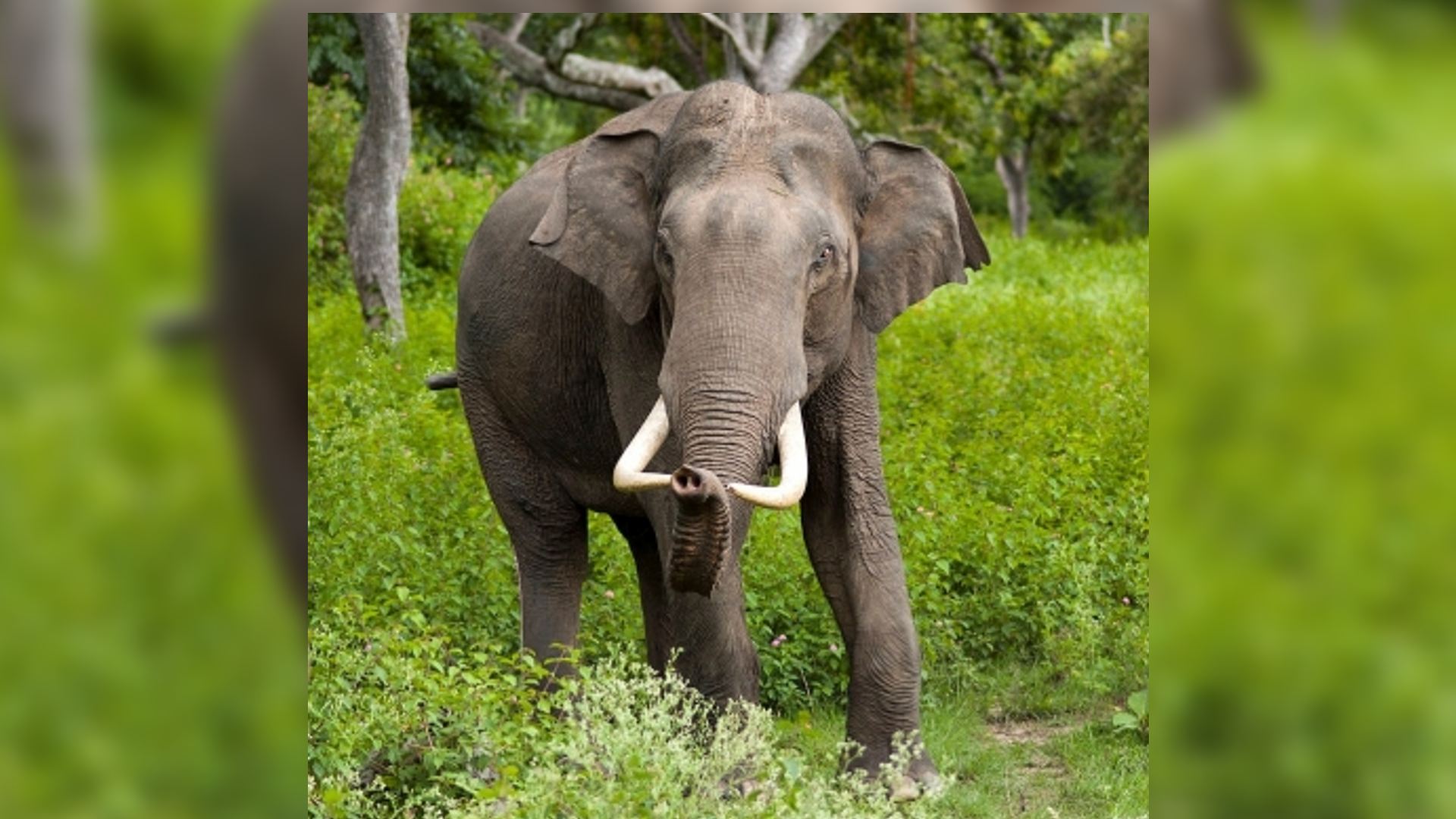 TN forest dept deploys 2 kumki elephants to trap wild tusker in Erode