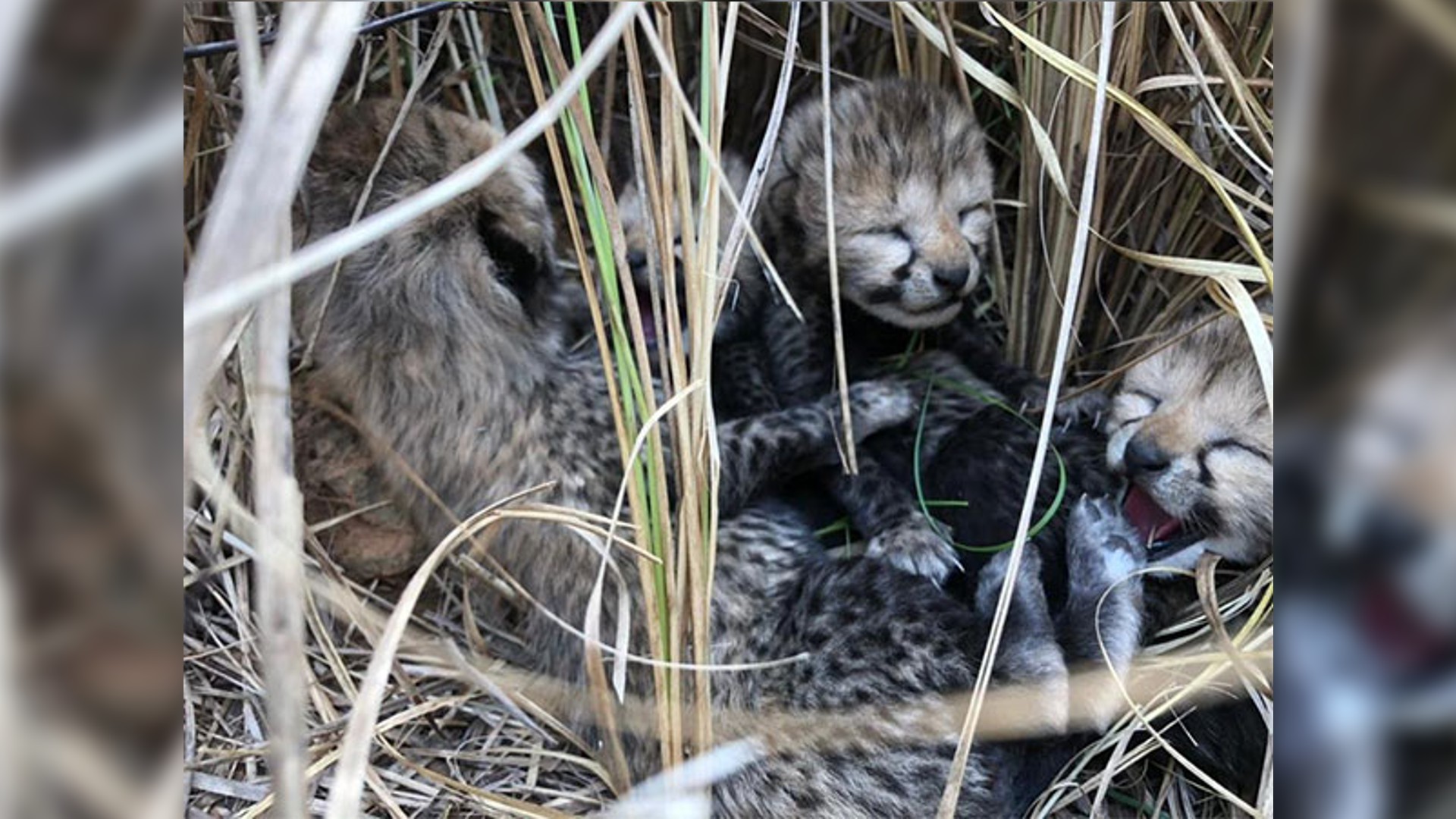 Female cheetah brought from Namibia gives birth to 4 cubs