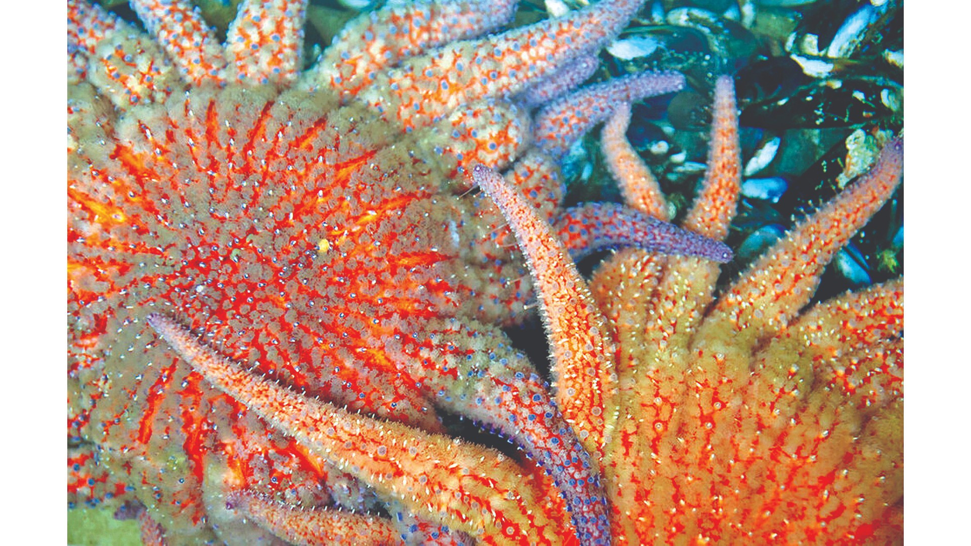 Missing animals that could help rescue the ocean’s forest Missing animals that could help rescue the ocean’s forest