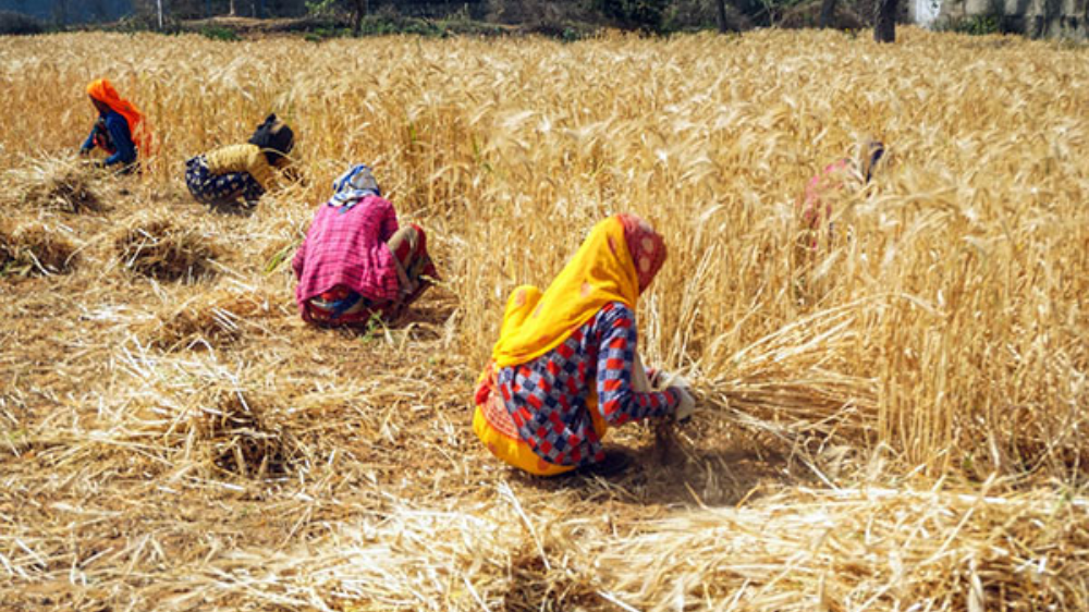 Over 1 cr farmers benefitted from ongoing paddy procurement